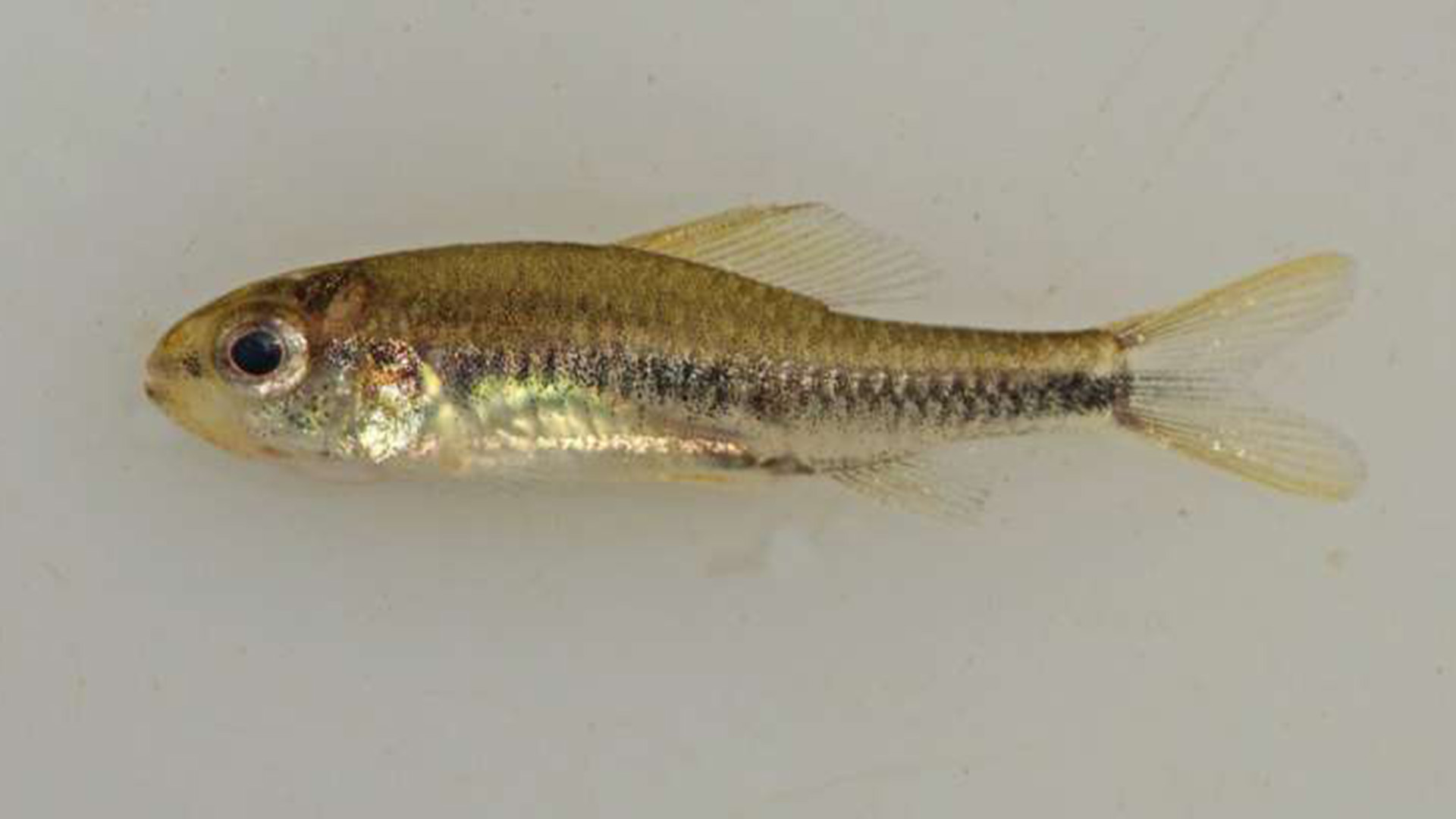 El Poecilocharax rhizophilus recientemente descrito, ejemplar hembra. Los adultos de esta especie se consideran peces en miniatura ya que nunca miden más de una pulgada
(Gentileza: Murilo NL Pastana y Willian M. Ohara)