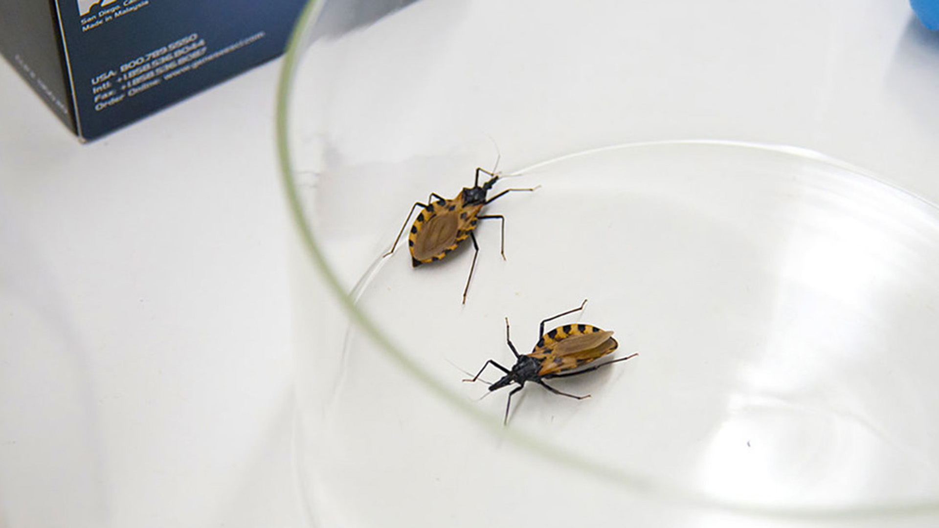 En nuestro país, se estima que hay 7 millones de personas en riesgo de contraer Chagas y 1,6 millones de infectados (ONU: news.un.org)