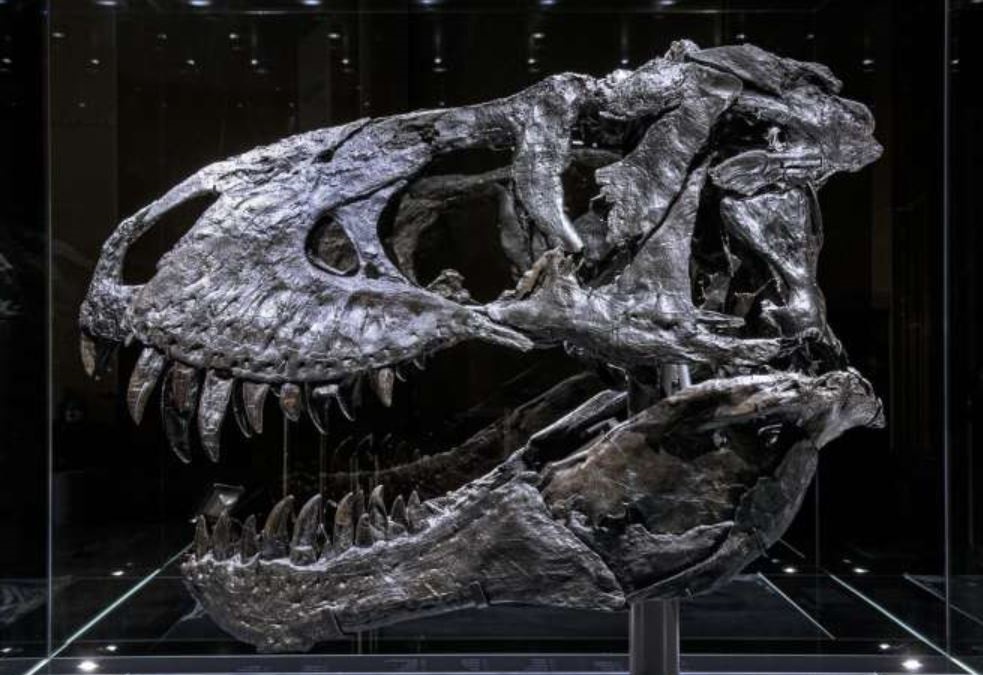 El cráneo del Tiranosaurio rex "Tristan Otto" que fue examinado por investigadores (Europa Press)