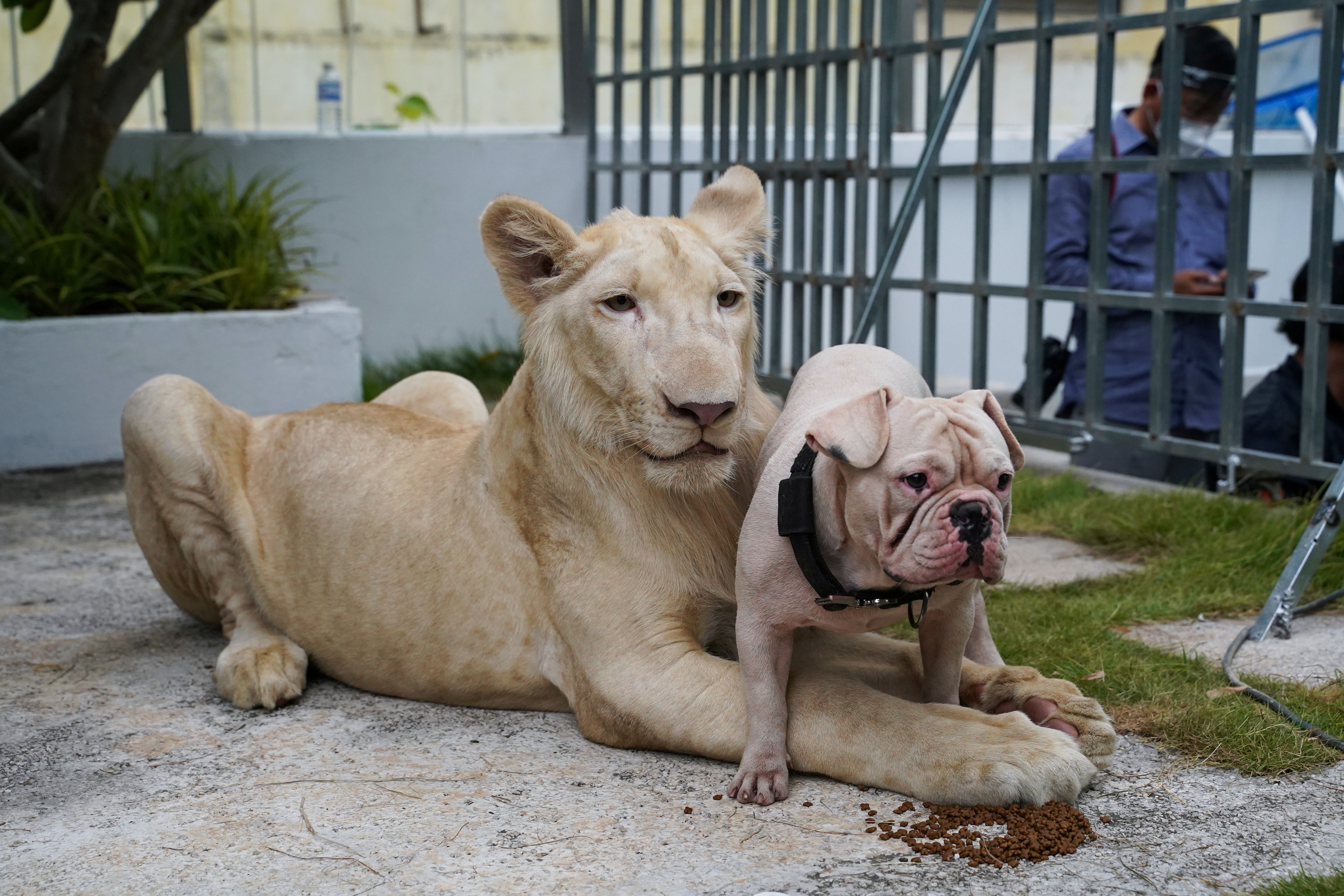 Un león y un perro habrían sido abandonados en una casa de Atizapán, alertan vecinos