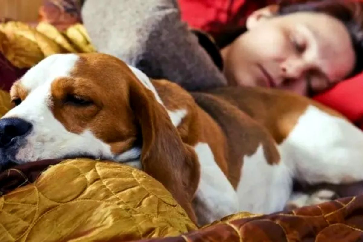 Know what dogs dream of. (Photo: Capture)