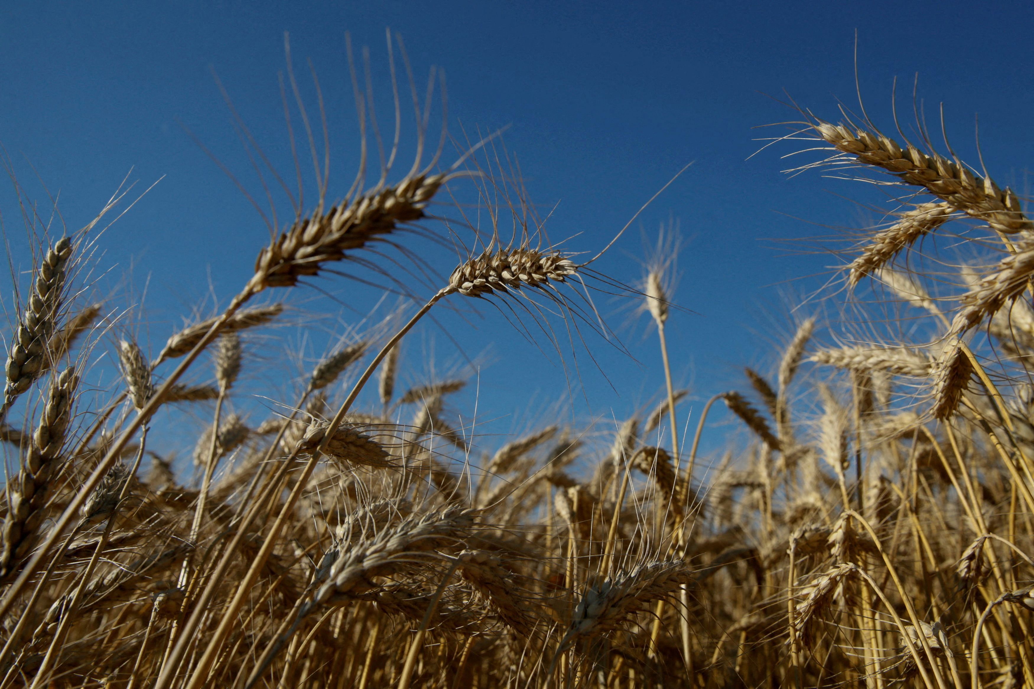 Hasta ahora con la Guerra de Ucrania 30 países han restringido el comercio de alimentos, energía y productos básicos.  REUTERS/Valentyn Ogirenko/File Photo/File Photo