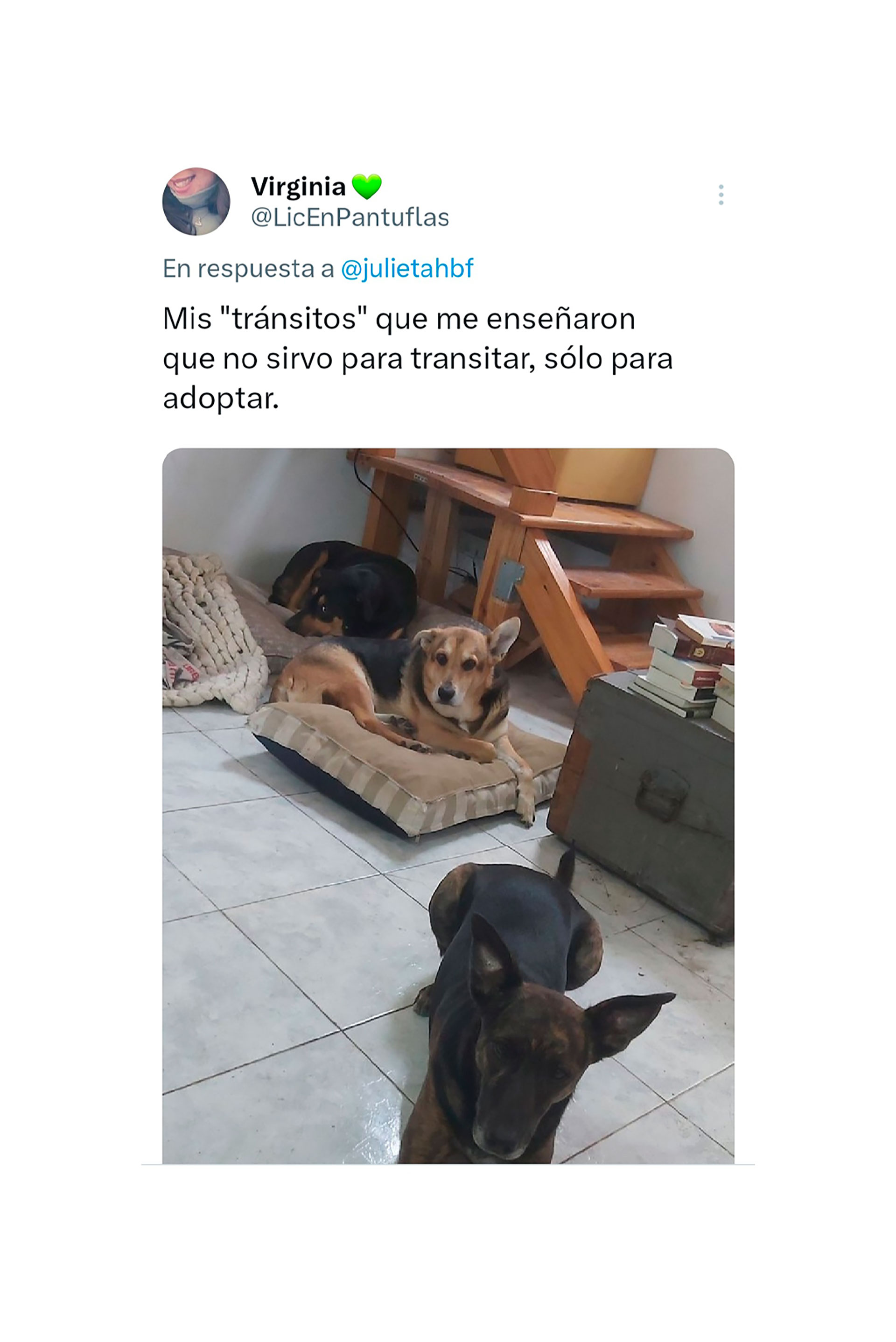 Recibió a dos de sus perros con la idea de darles un hogar de tránsito, pero se los terminó quedando