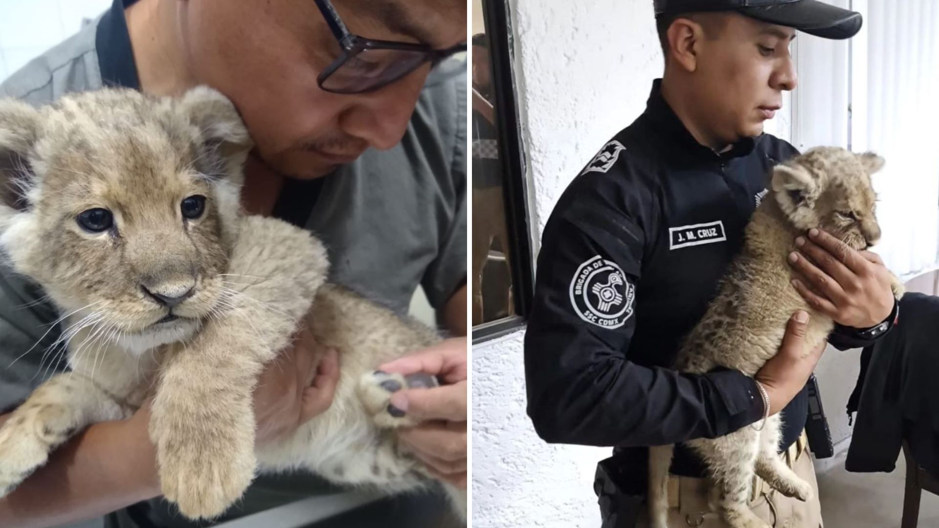Cachorro de león fue rescatado tras operativo en CDMX
