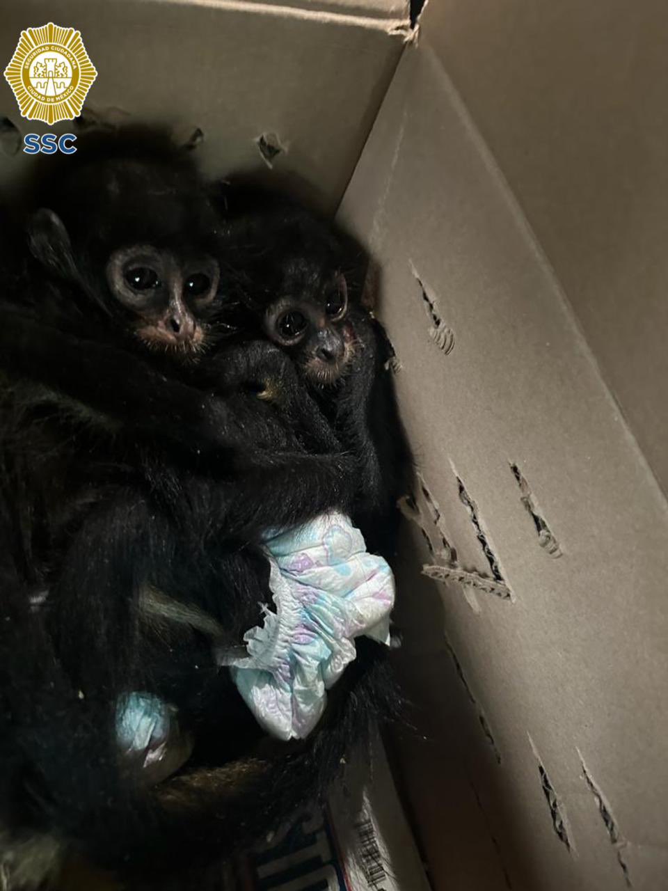 Monos araña fueron rescatados en la alcaldía Venustiano Carranza.
(SSC)