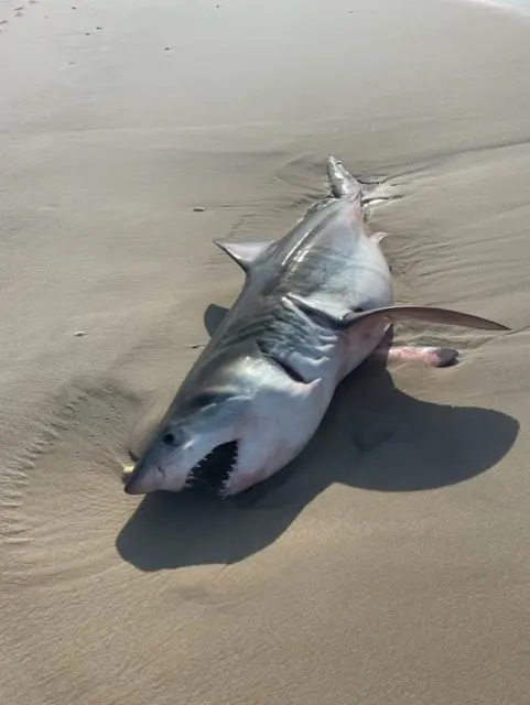 A great white shark was found dead this morning on the beach Quogue de Long Island, in the state of New York.
