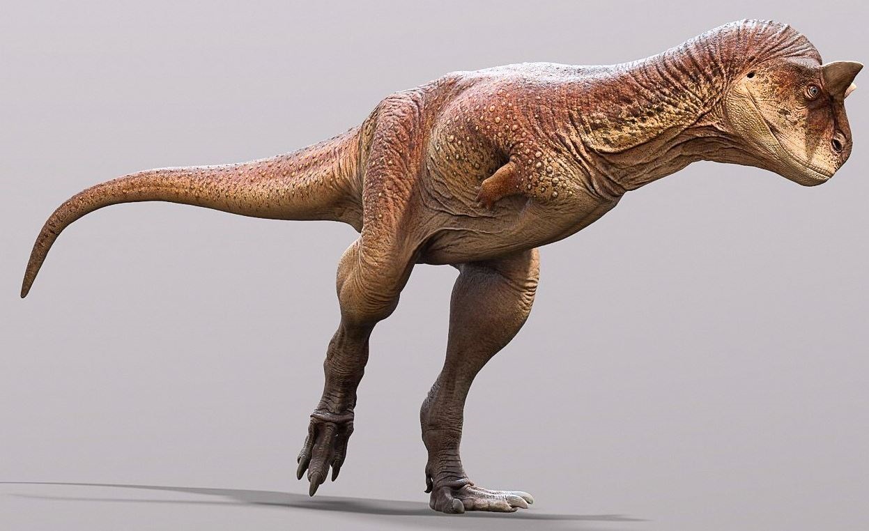 El hallazgo del dinosaurio Meraxes pone en foco el tamaño reducido de los brazos de los grandes dinosaurios. Los carnotaurus (en la ilustración) también eran grandes, pero con brazos cortos (foto Europa Press)