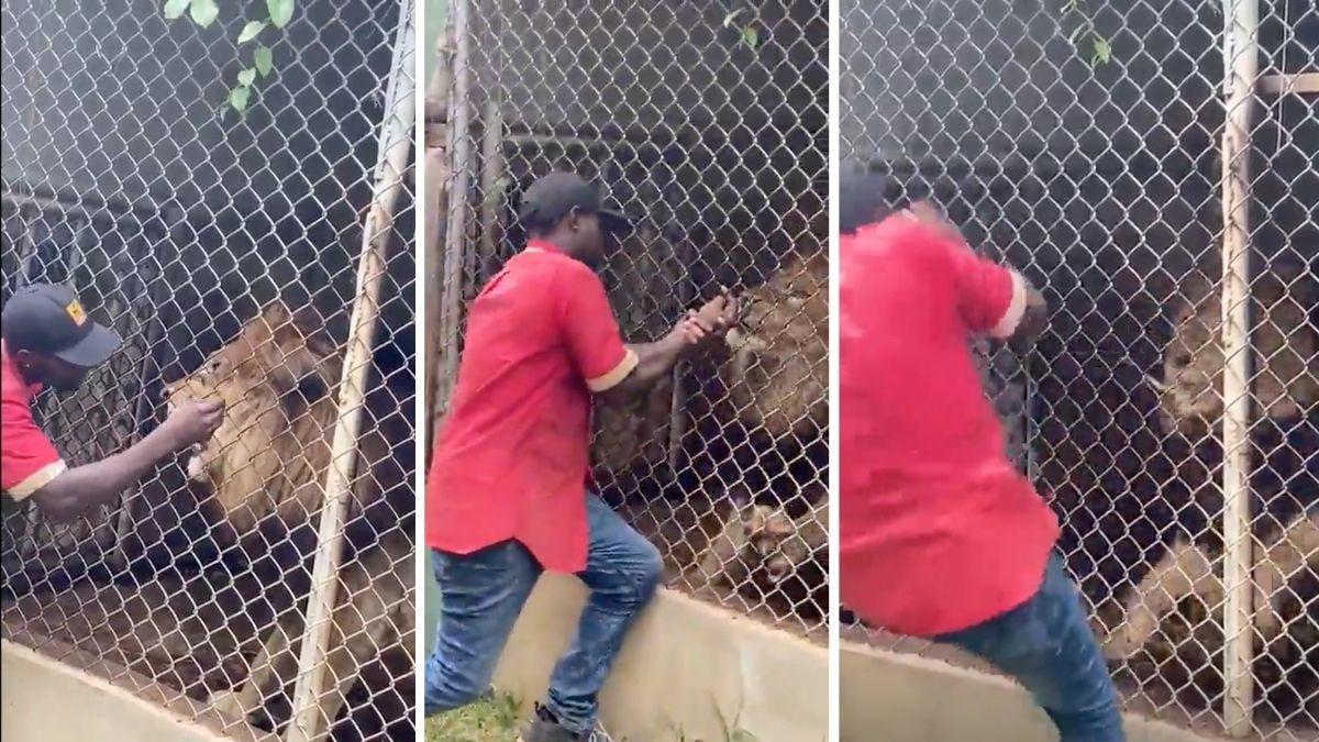 La gracia le pudo costar la vida a un cuidador de zoológico en Jamaica / (Twitter)