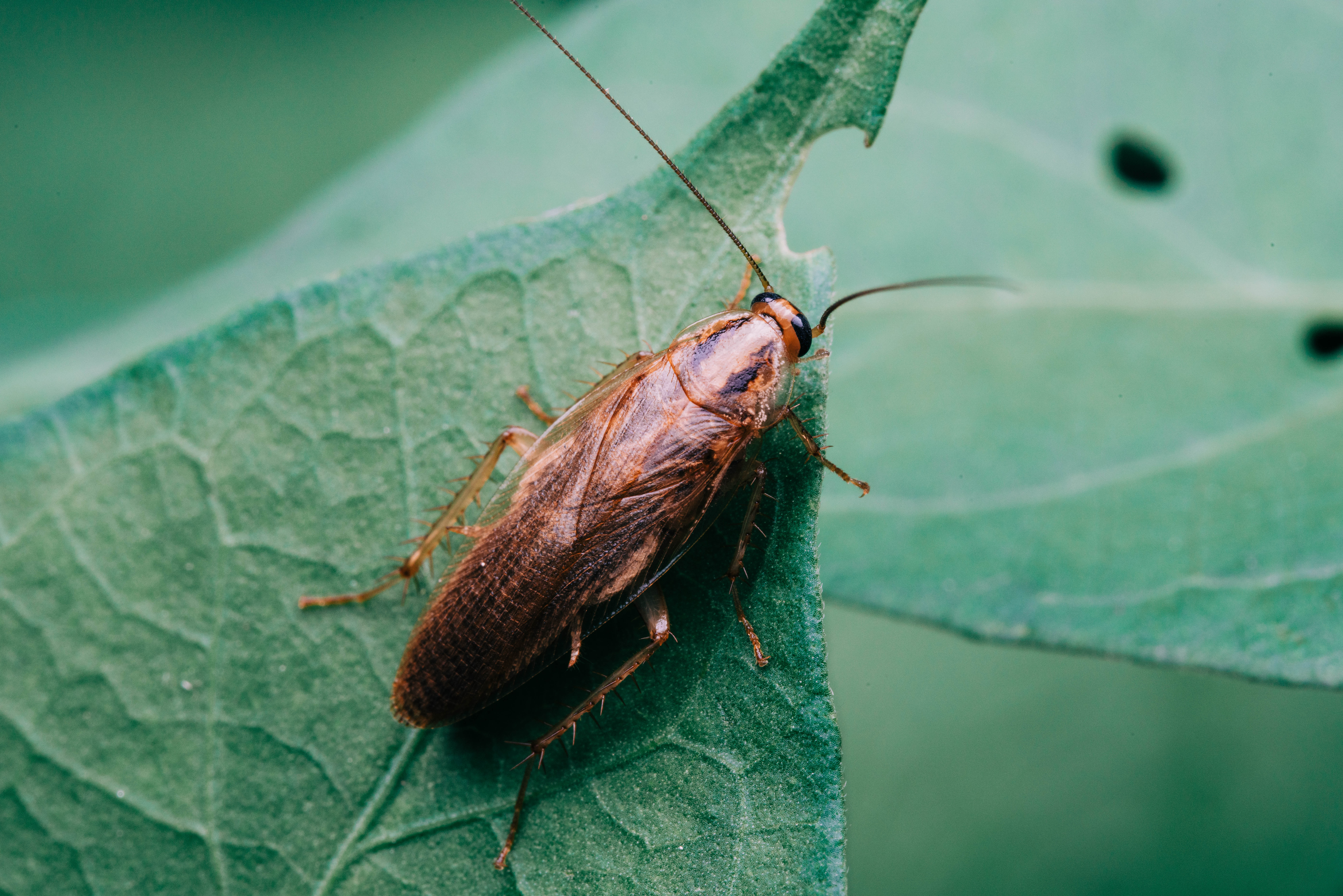 Las cucarachas son causantes de varias enfermedades (Getty Images)