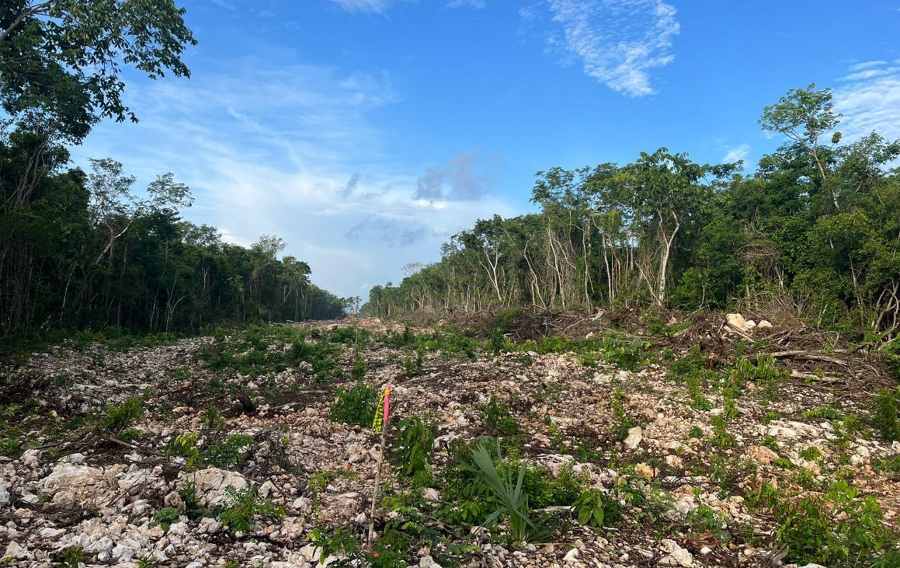 “la destrucción de la Amazonas, la construcción del tren Maya y la sordera de los seguidores de Trump, quienes creen que los cambios son realizados por la naturaleza misma. ¿Qué va a pasar?”, cuestionó. (Foto: CUARTOSCURO)