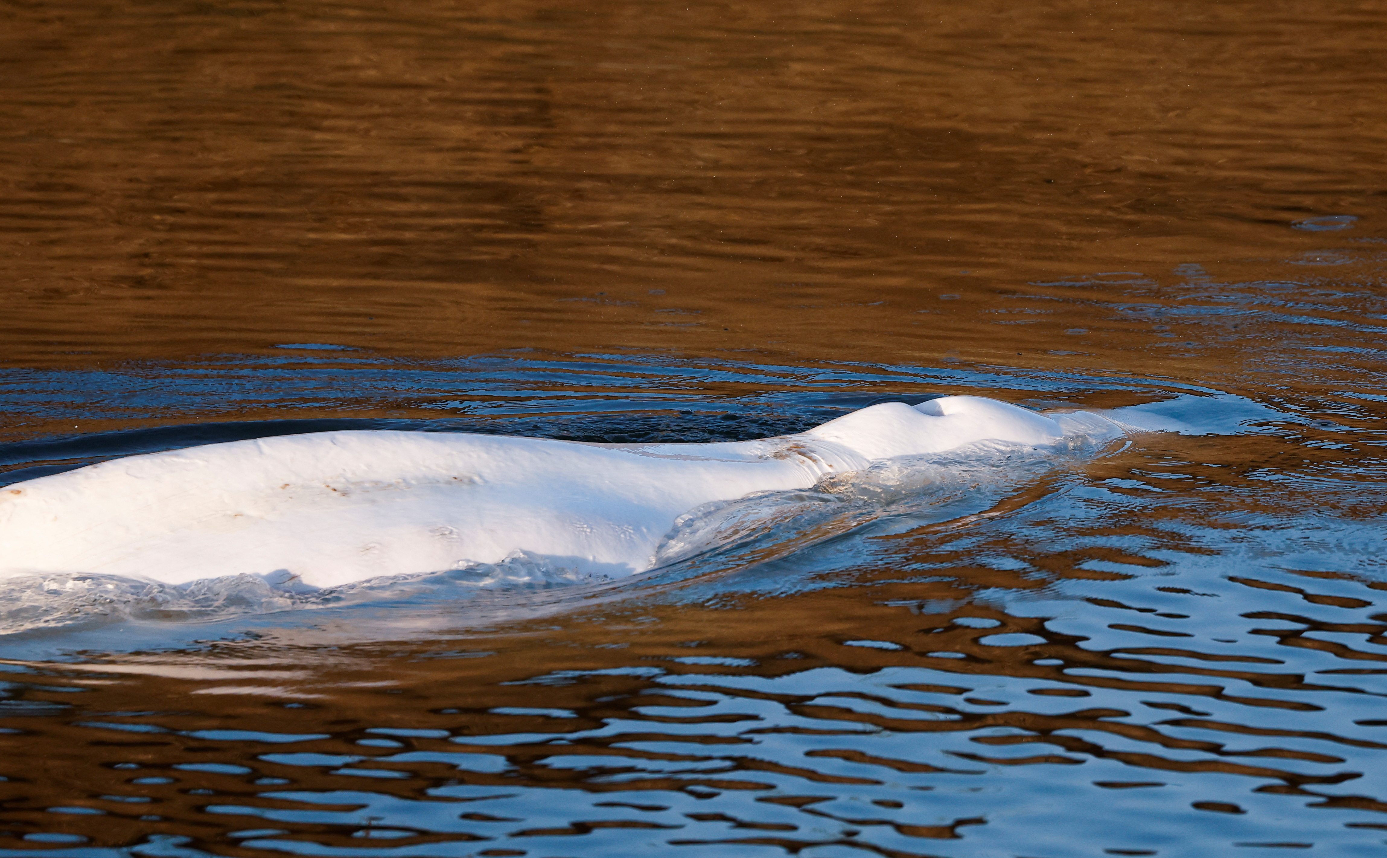 La beluga nada cerca de la esclusa de Notre-Dame-de-la-Garenne en Saint-Pierre-la-Garenne, Francia, 9 de agosto de 2022. REUTERS/Benoit Tessier/Pool