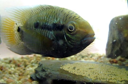 Si se presenta un peligro, el macho del pez "chanchita" succiona los huevos y a las crías resguardándolos en la boca para luego escupirlos sanos /Conicet