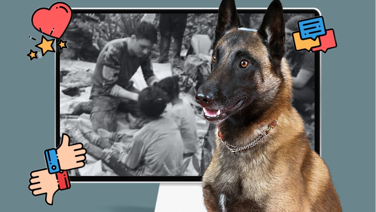 Indignación en redes por Wilson, el perro que ayudó a rescatar los niños perdidos en la selva