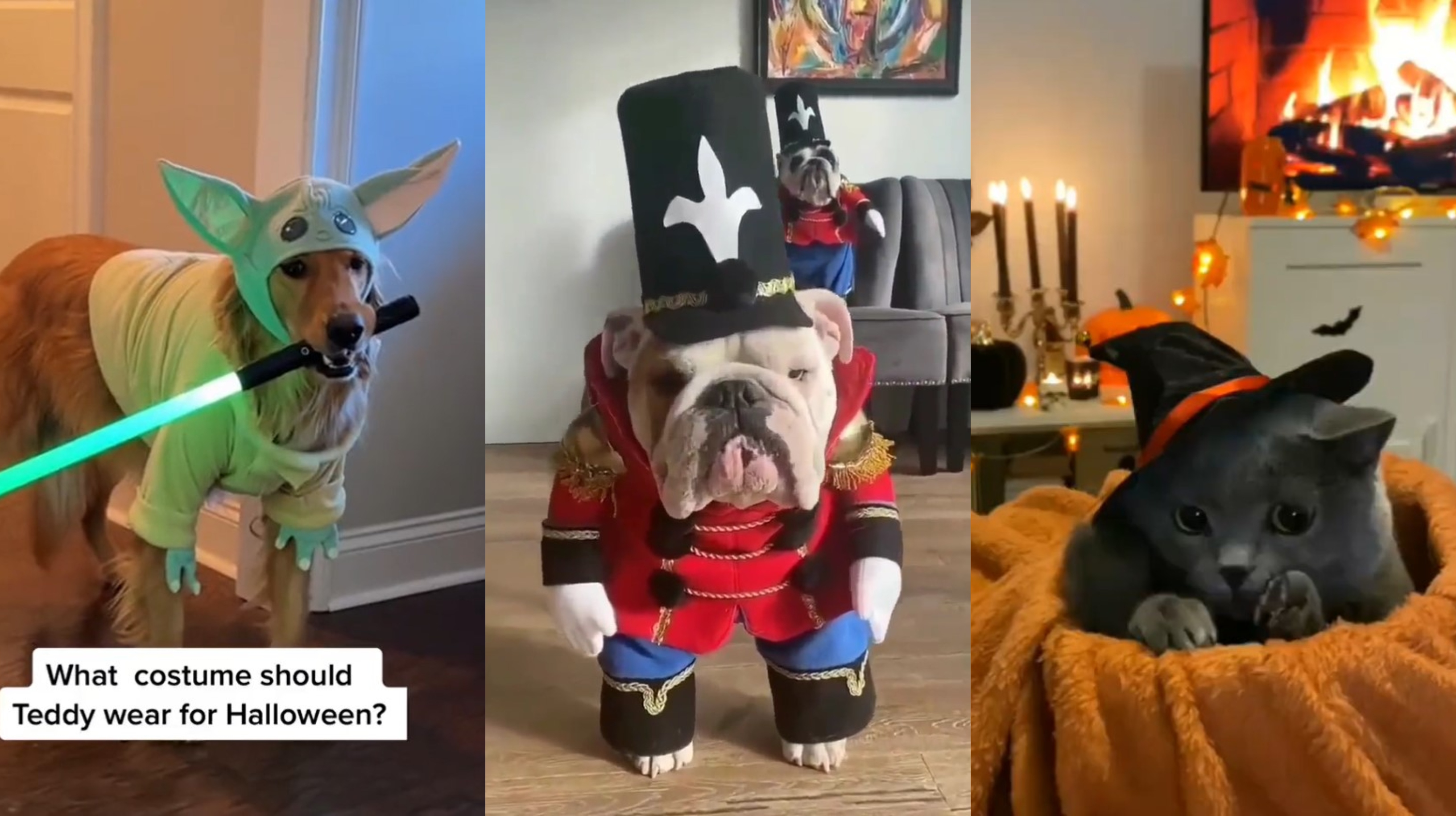 Los mejores disfraces para mascotas que están arrasando las redes sociales  en víspera de Halloween 2022 - Infobae