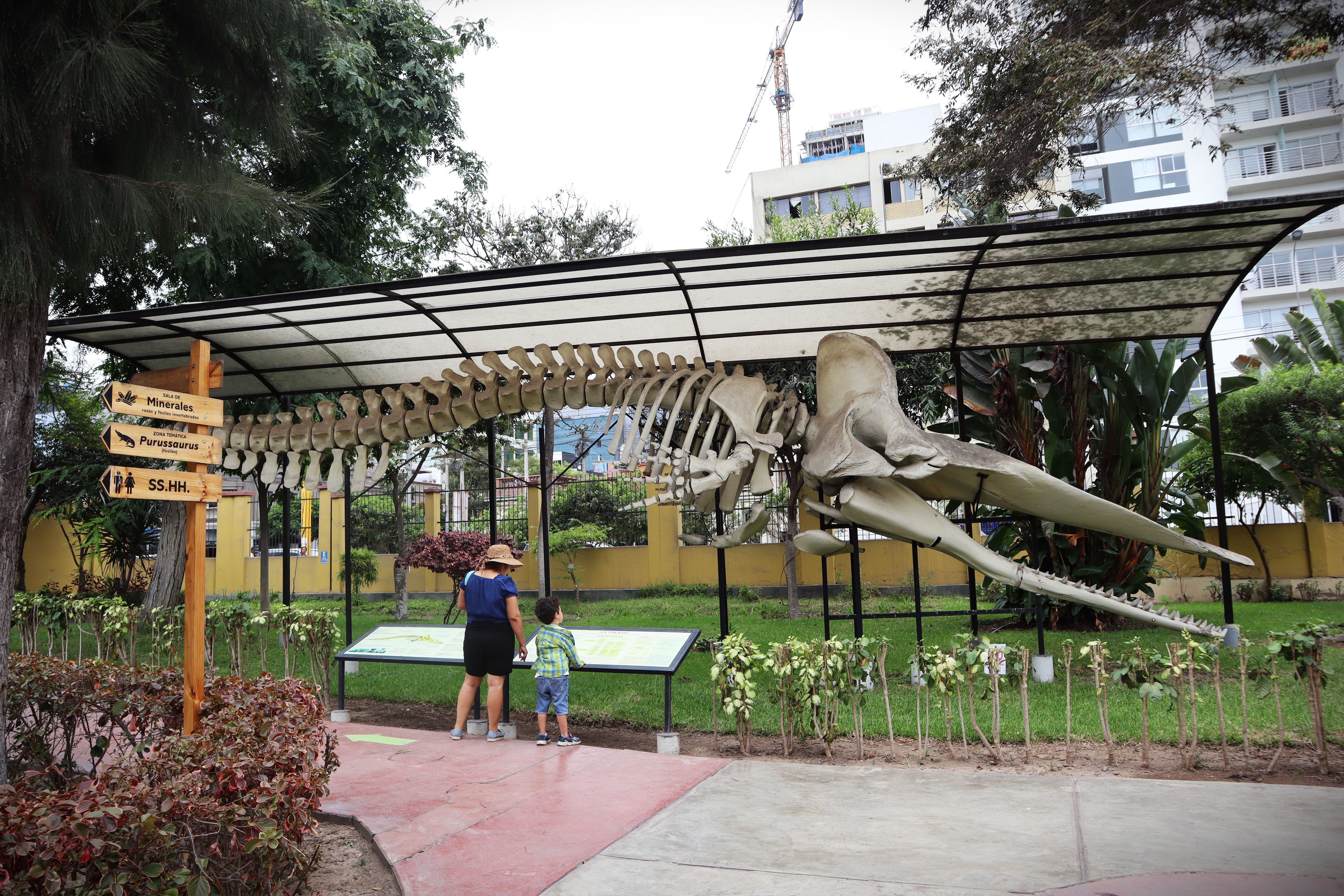 Muestra del esqueleto de un cachalote en el Museo de Historia Natural UNMSM. (Infobae/Paula Elizalde)