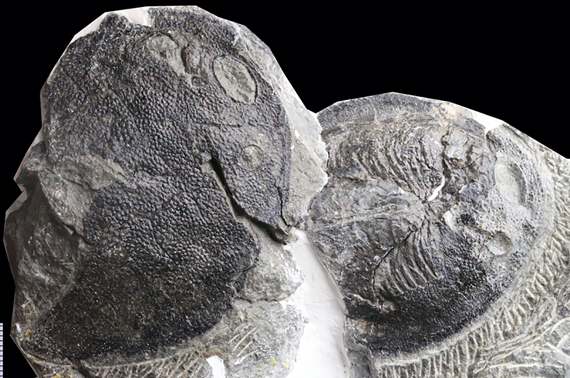 El primer fósil de galeáspido de 419 millones de años completamente conservado con filamentos branquiales en la primera cámara branquial. Crédito de la imagen: IVPP
(IVPP)