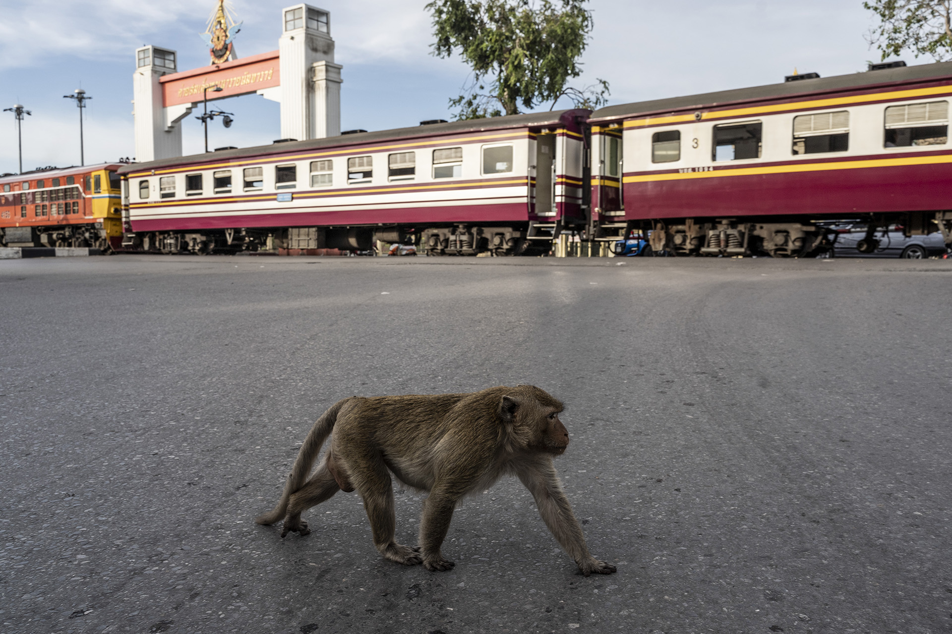 Un mono cruzando la calle en Lopburi, Tailandia, donde manadas de macacos cangrejeros se han transformado de atractivo turístico a una molestia grave (Adam Dean/The New York Times) 