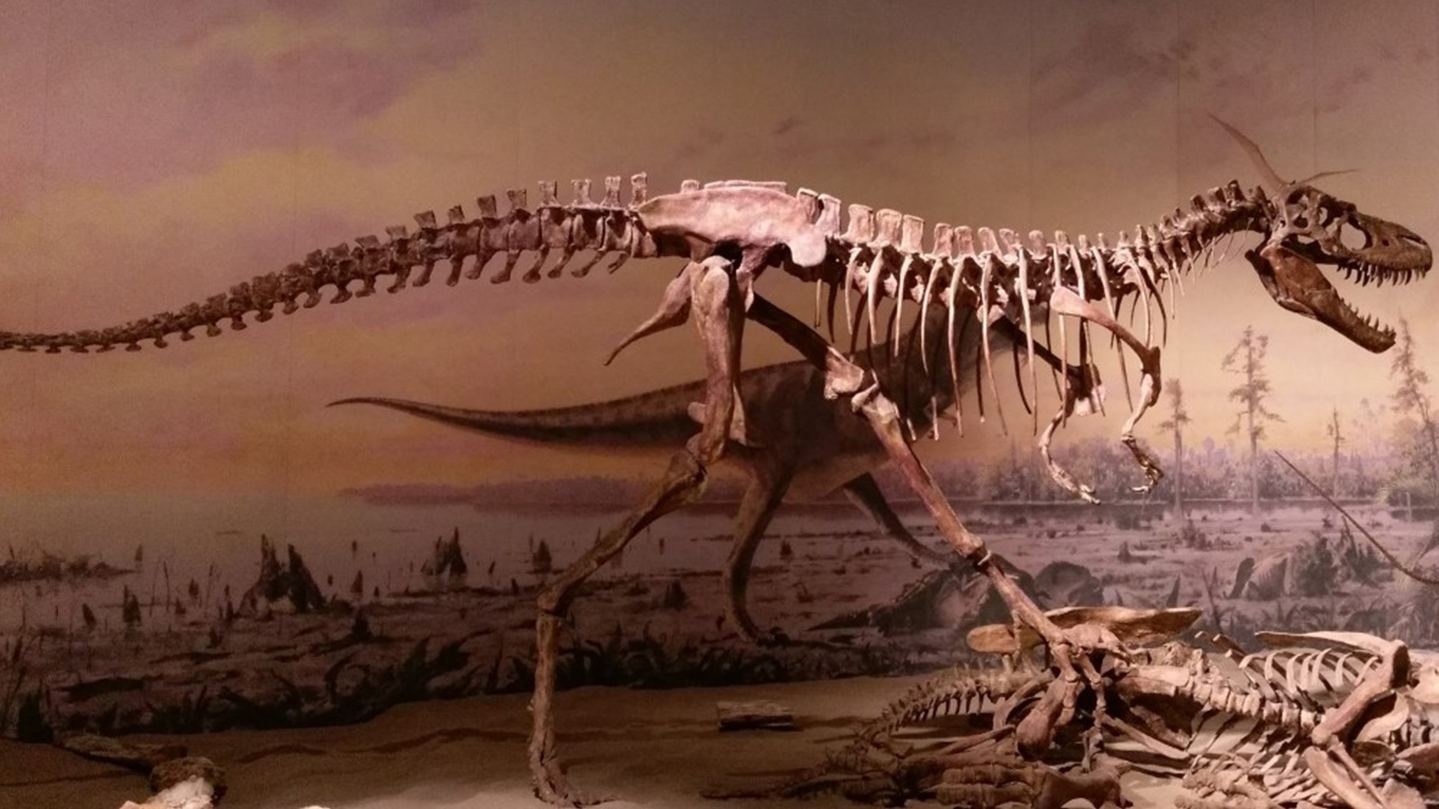 Paleontólogos norteamericanos estiman que la Tierra albergó  millones  de Tiranosaurios Rex en su historia - Infobae