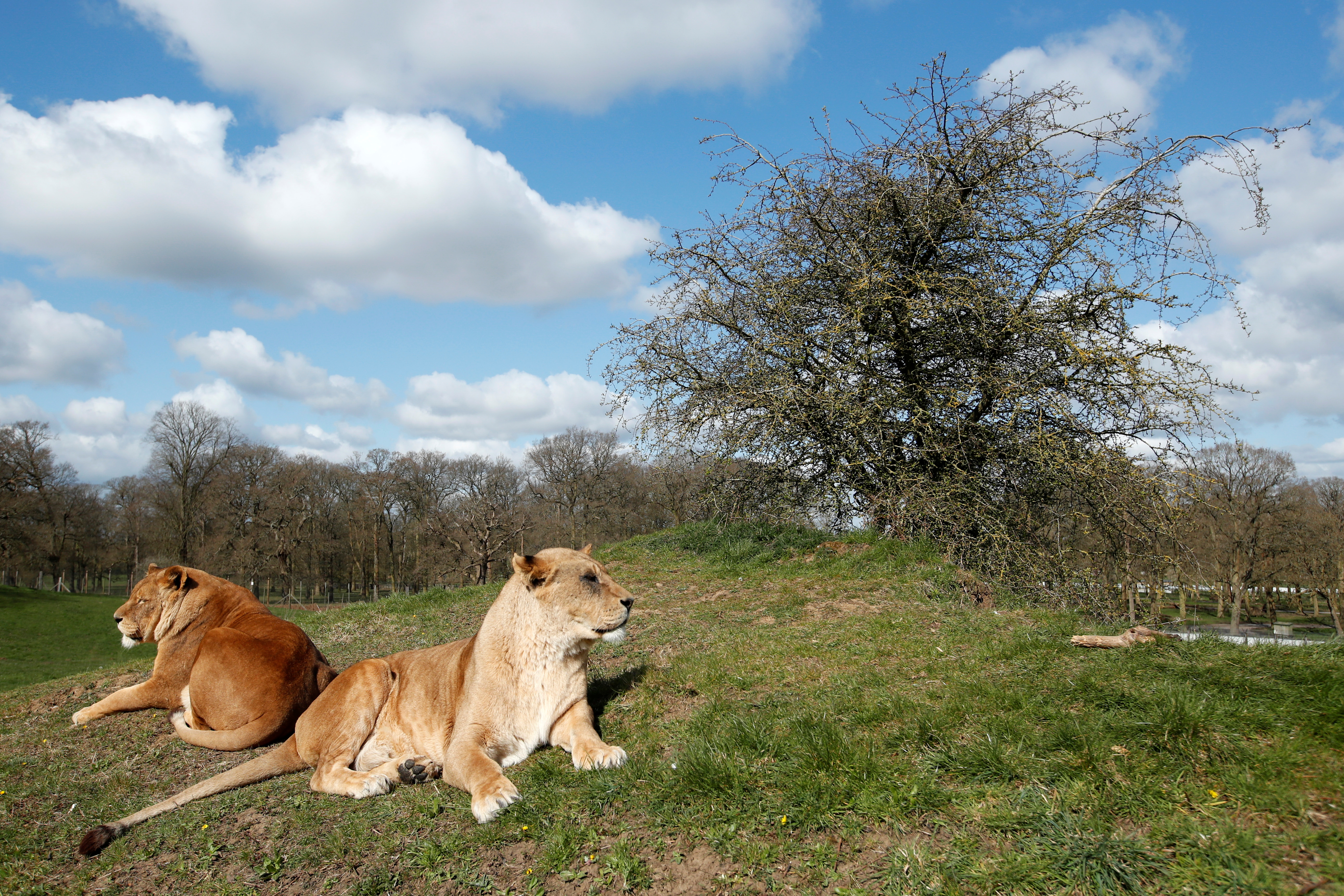 Los investigadores encontraron que el contagio del bostezo estaba presente entre los leones, lo que apoya la hipótesis del contagio y la hipótesis de la sincronización de la actividad (REUTERS/Andrew Boyers)