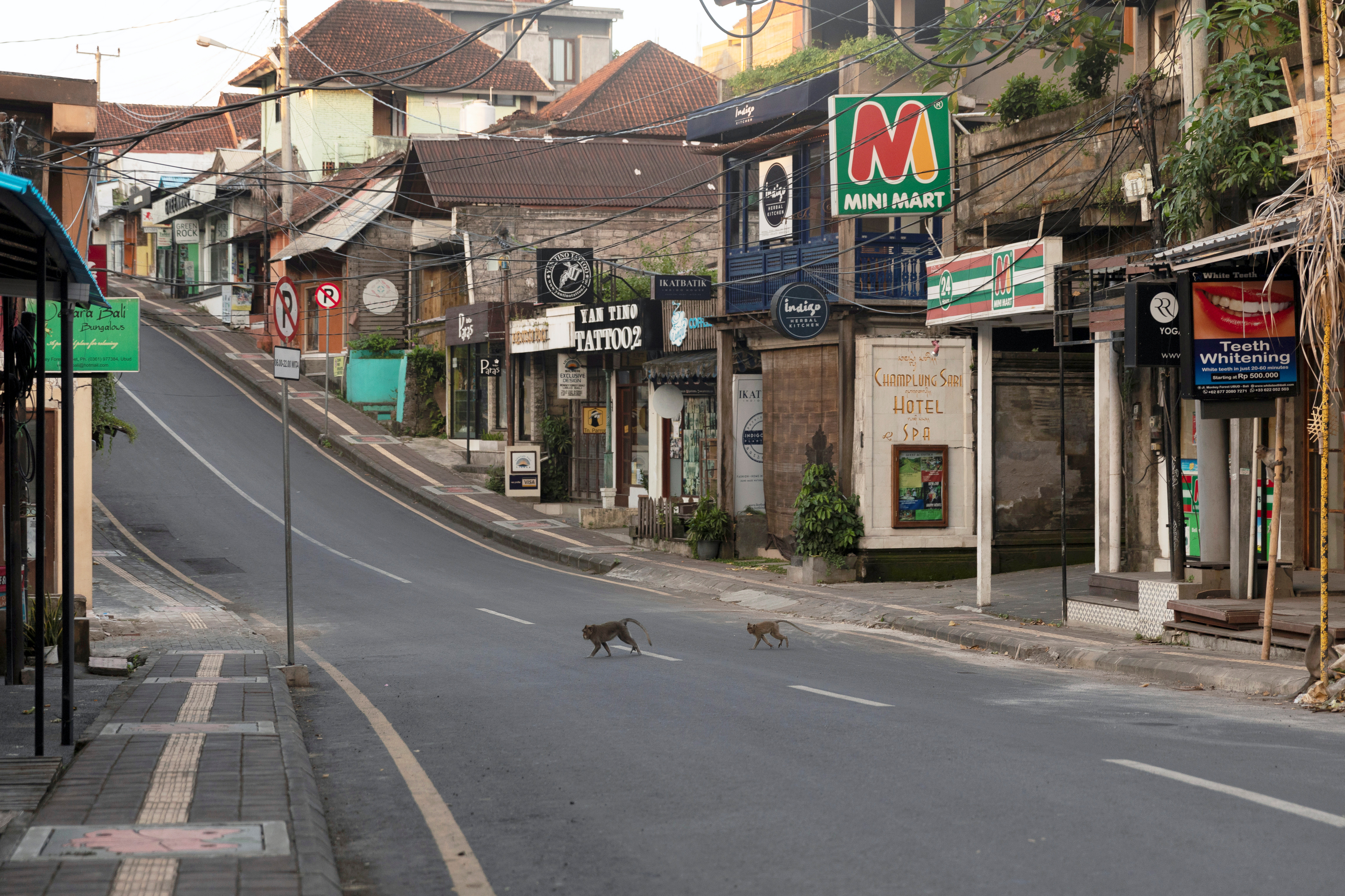 Monos recorren las calles de Ubud, Bali, Indonesia (REUTERS/Nyimas Laula)