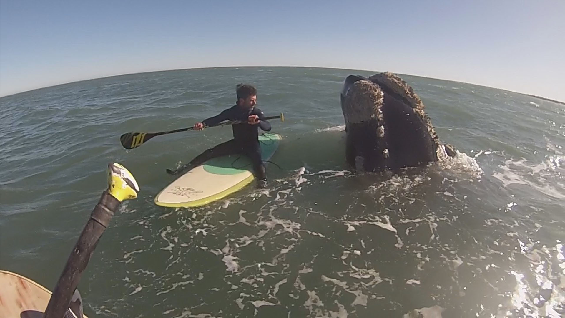 "No sentí miedo", dijo uno de los deportistas que hizo SUP y jugó al lado de una ballena en Monte Hermoso (captura)