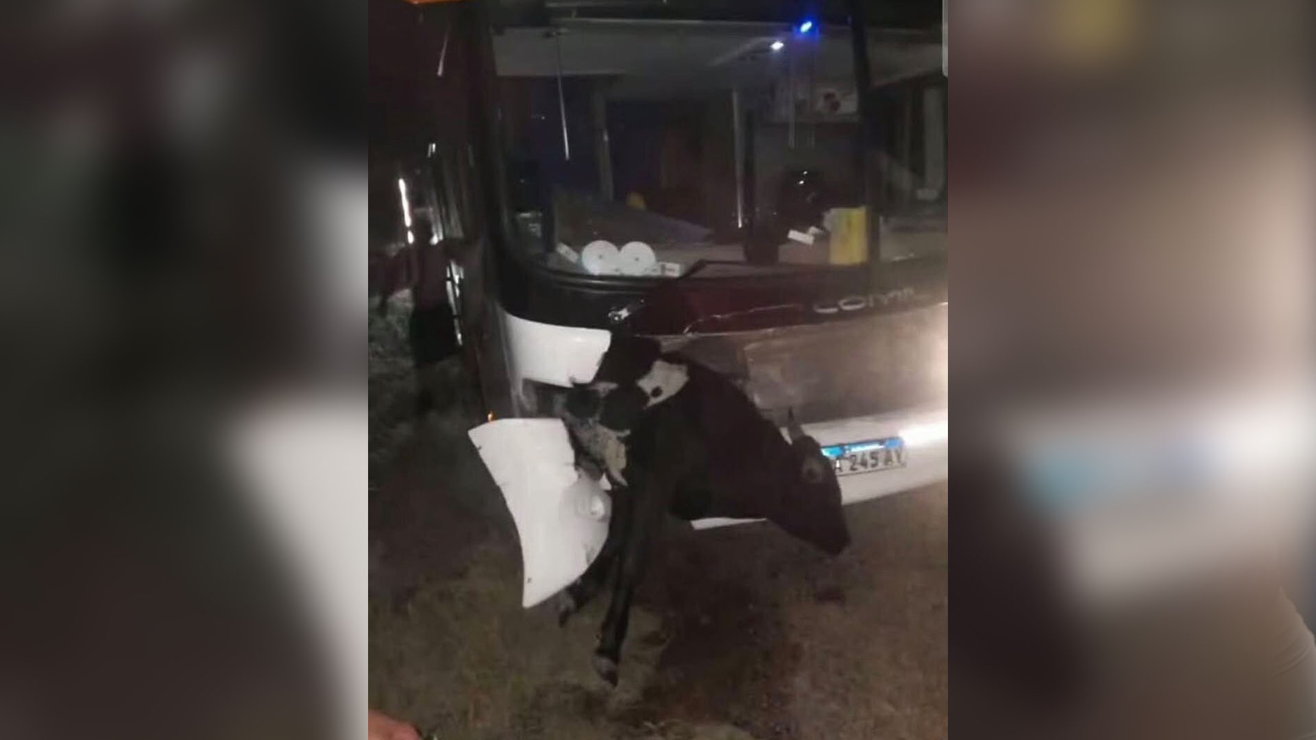 Un micro con hinchas de Estudiantes choc&oacute; contra una vaca cuando volv&iacute;an a La Plata tras la final con Rosario Central