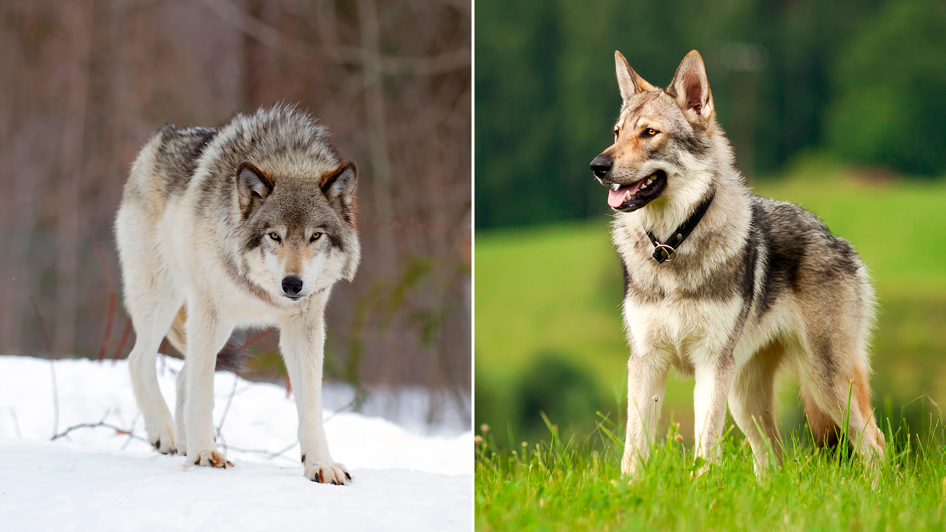 Los perros y los lobos: curiosidades de una evolución que se da en  convivencia - Infobae
