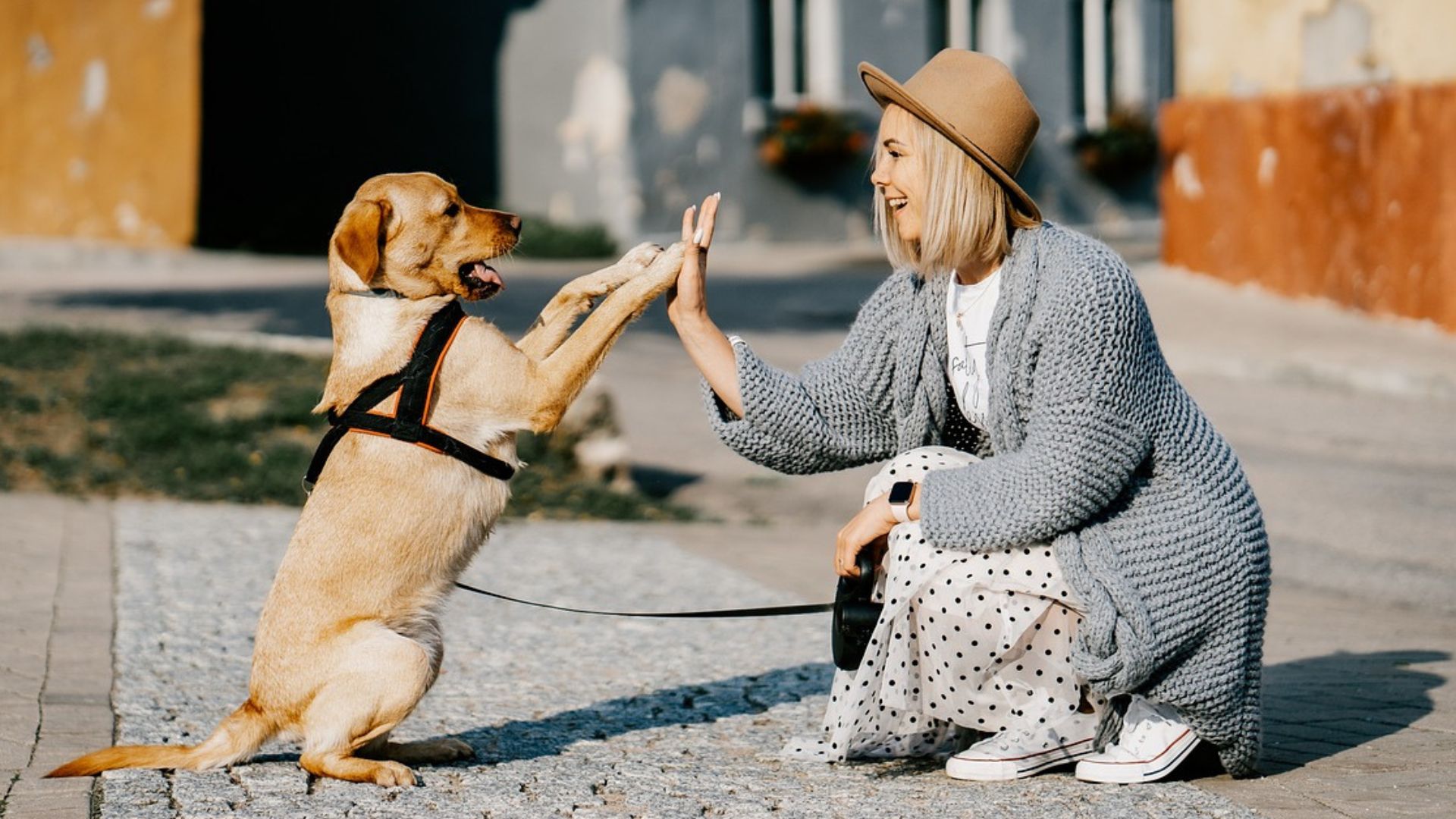El estudio se enfocó en las emociones y reacciones de los centennials con sus perros cuando presentan ladridos descontrolados y comportamientos agresivos (Pixabay)