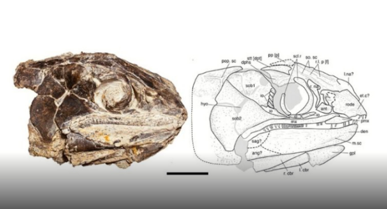 Cabeza de los restos fósiles del pez hallado en Vaca Muerta (Conicet)