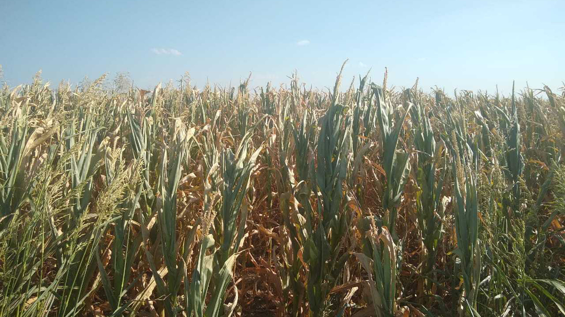 Lote de maíz afectado por la sequía en la provincia de Córdoba.