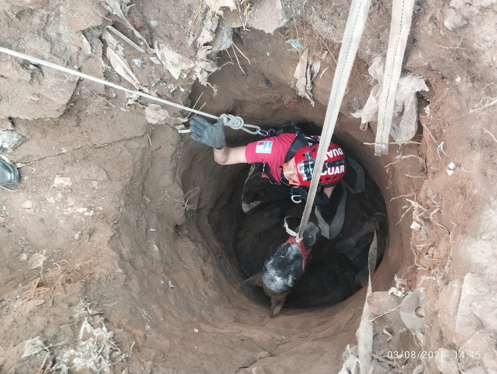 C&oacute;rdoba: un caballo cay&oacute; a un pozo ciego de cinco metros y fue rescatado con vida tras un intenso operativo