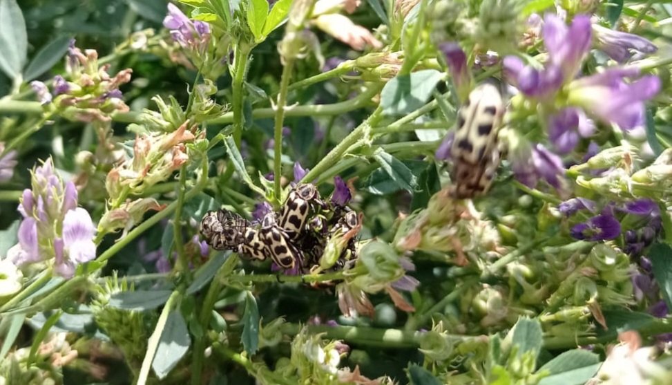 Las miradas de los especialistas están puestas en astilo moteado, una especie de escarabajo de la familia Melyridae, conocido en el campo y también llamado como “escarabajo del polen” o “siete de oro” (Twitter) 