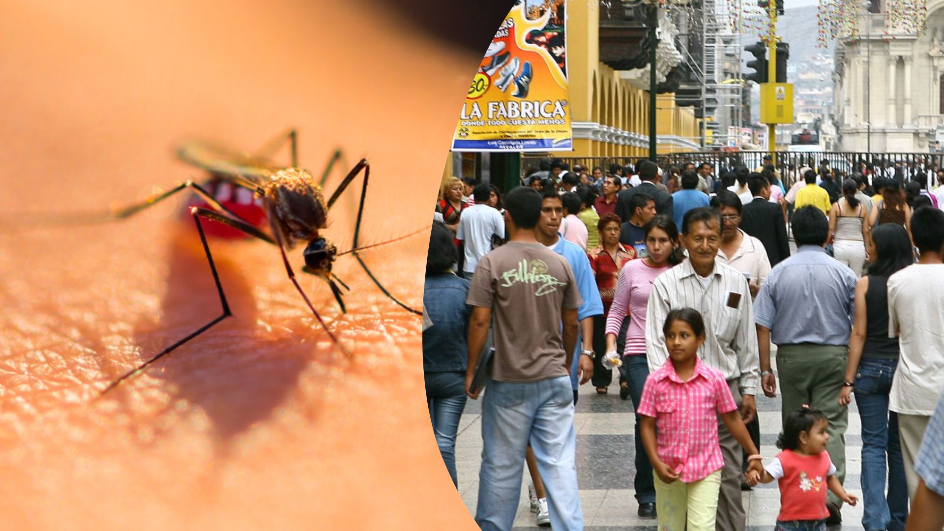 ¿Qué pasa con el dengue en Lima? Biólogo explica cómo se viene comportando los linajes presentes en la capital