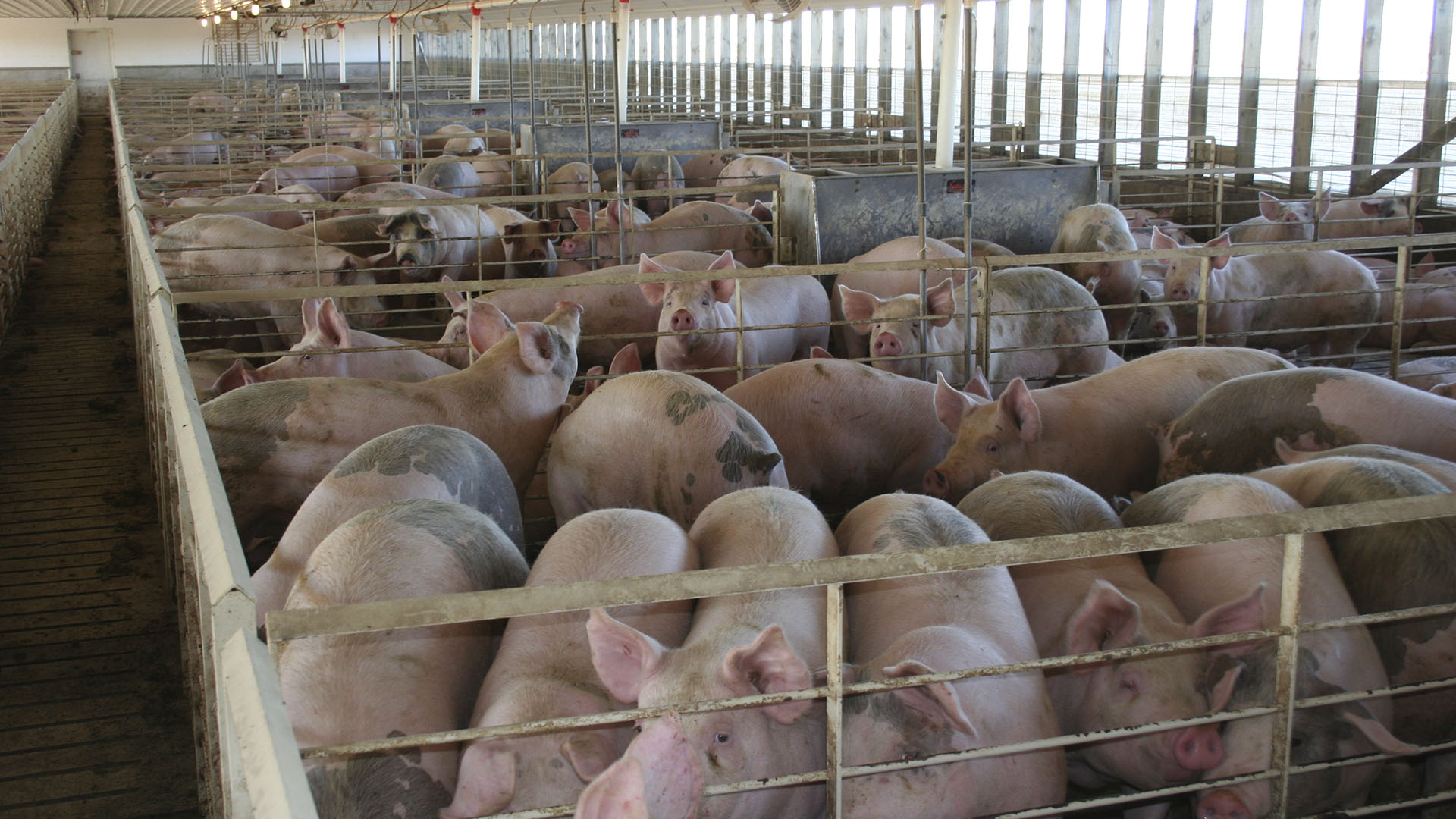 “Hoy no tenemos competitividad de costos a nivel general en las granjas, pero también hay derechos de exportación del 9% para la carne cerdo, algo inexplicable", señaló el especialista Juan Manuel Garzón (Getty)
