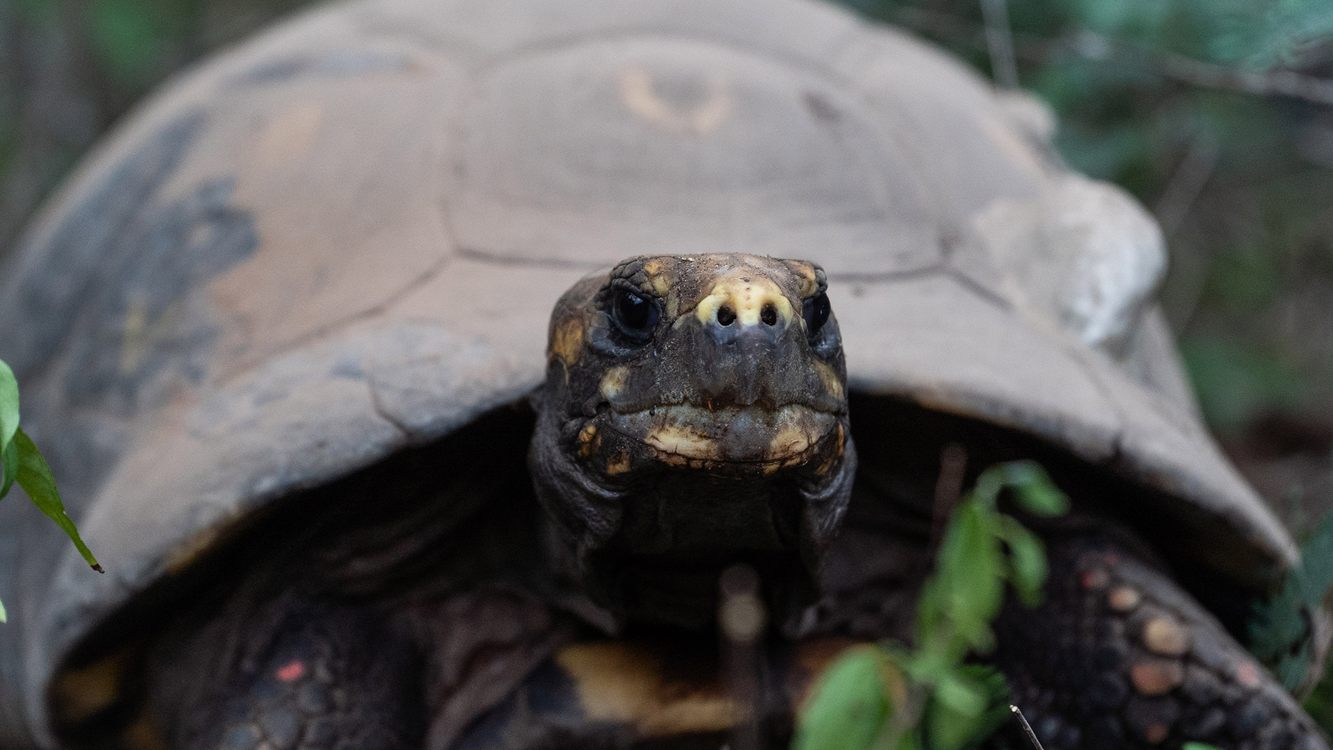 Más de 10 especies de tortugas están en peligro de extinción en Colombia