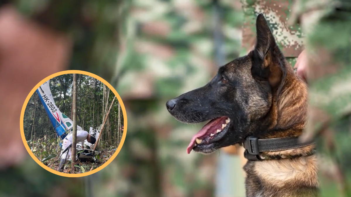 Búsqueda de niños perdidos en el Guaviare será apoyada por un perro rastreador: el Ministerio de Defensa envió a Ulises