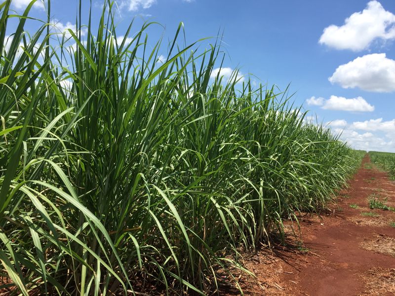 Un campo de caña de azúcar en fase de desarrollo se ve en una granja en Jacarezinho, Brasil. 1 de enero de 2019. Foto tomada el 1 de enero de 2019. REUTERS/Marcelo Texeira/Archivo
