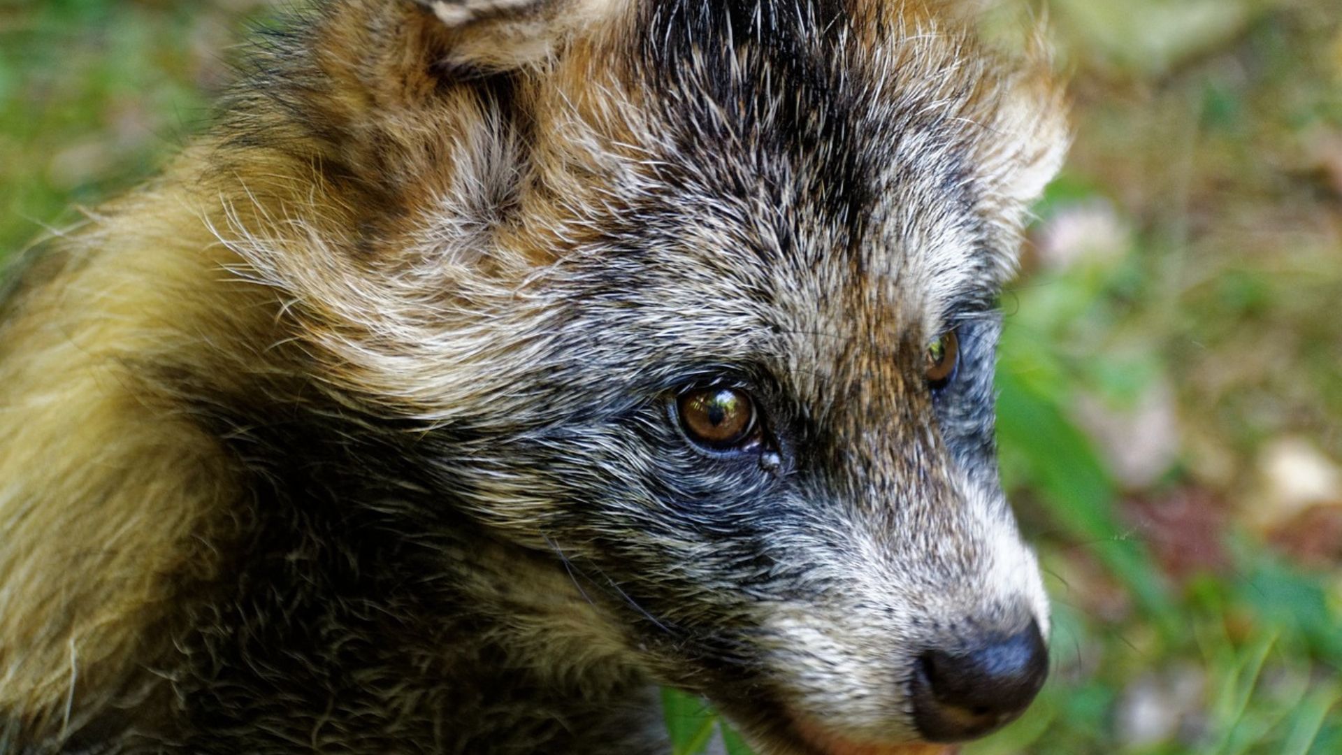 Cómo es el perro mapache y por qué lo vinculan con la pandemia de COVID-19