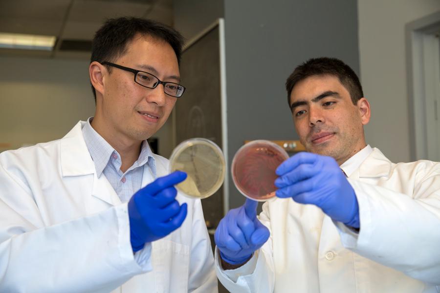 El microbiólogo Ken Cadwell (a la derecha), uno de los autores señaló que la infección por coronavirus interfiere directamente con el equilibrio saludable de los microbios en el intestino/Archivo