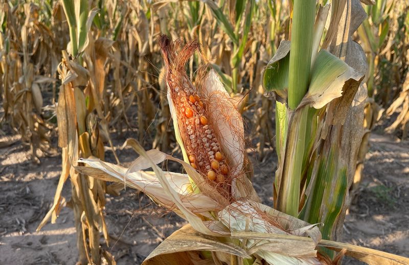La sequía golpea al maíz: la cosecha será de solo el 32% de lo que se esperaba en la zona núcleo