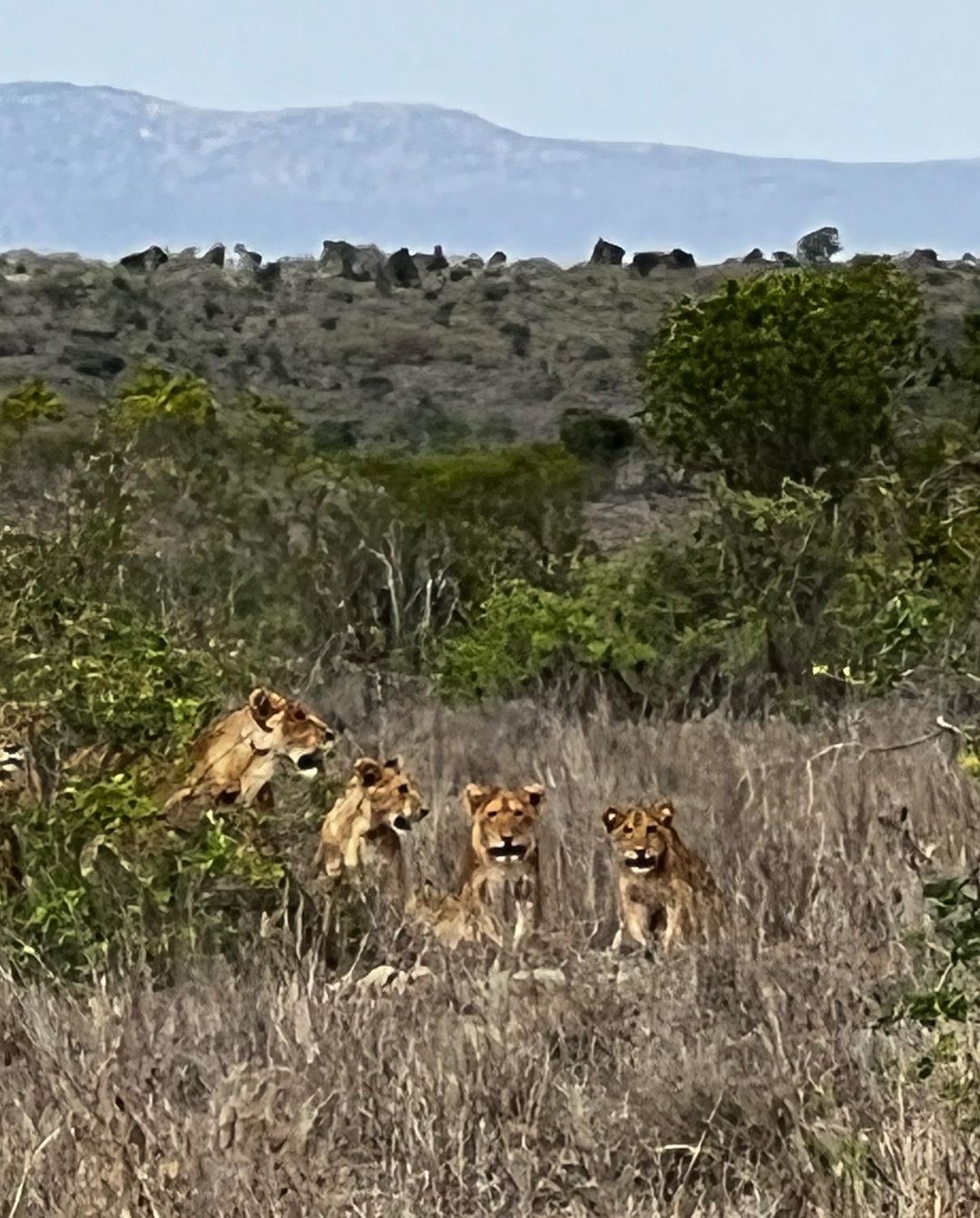 Entre las postales que compartió Zaira Nara, están estos guepardos de Masái Mara