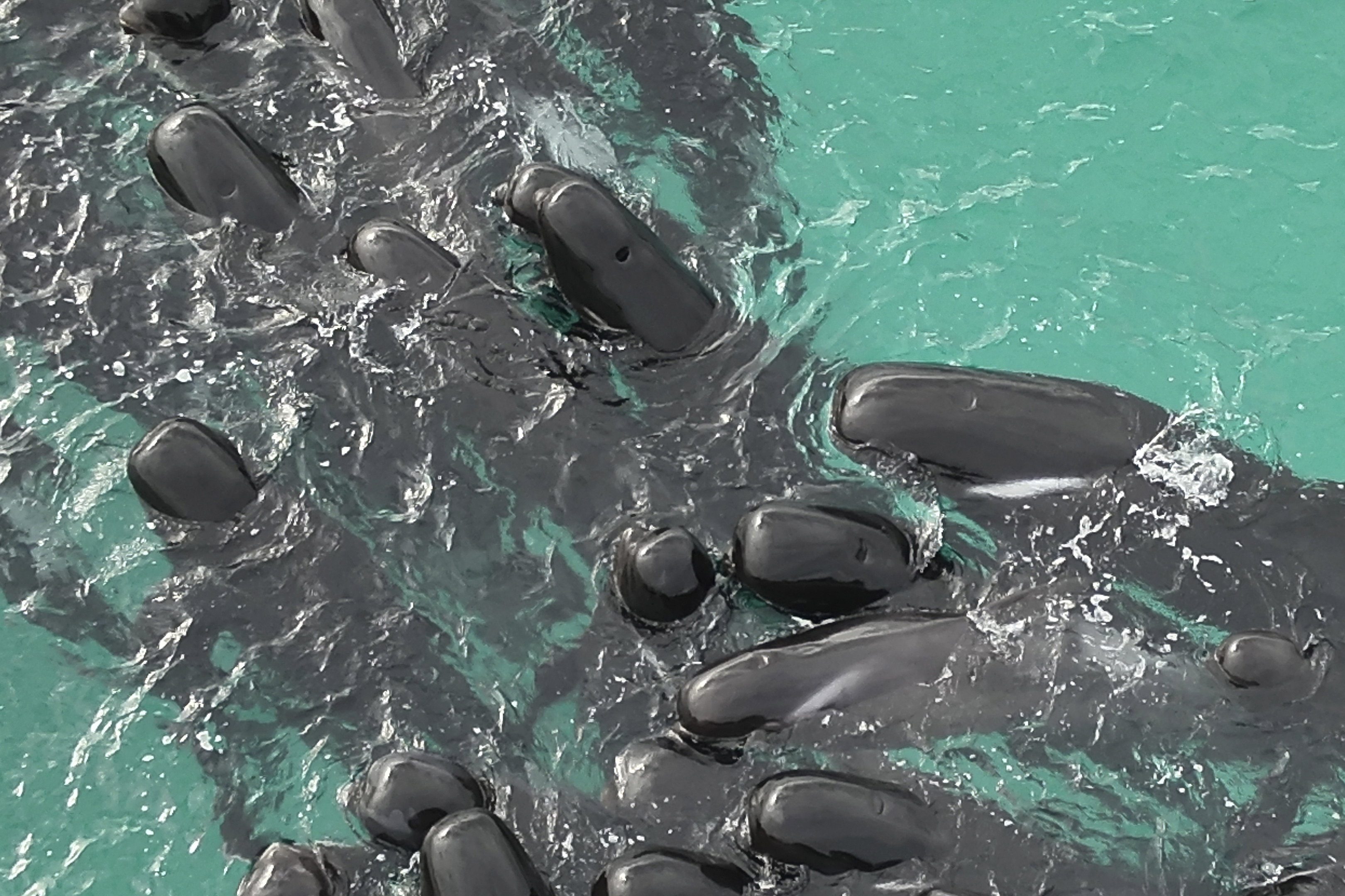 Al menos 51 ballenas piloto murieron tras quedar varadas en una playa de Australia