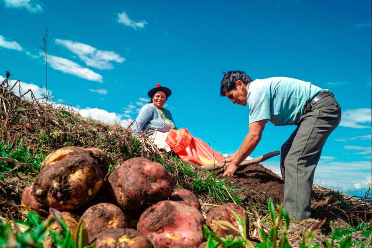 Precios de productos subirán tras la crisis de fertilizantes en el sector agro del Perú