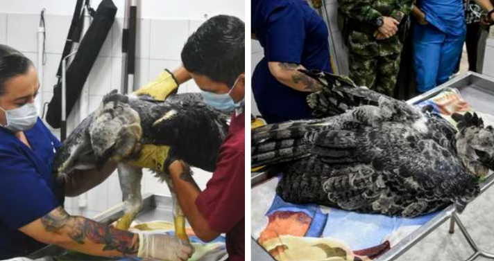 Ejército Nacional rescató águila arpía, especie en peligro de extinción