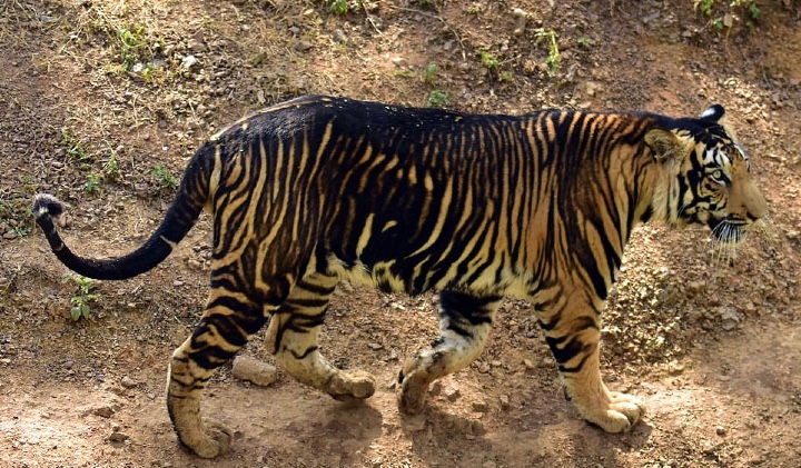 Los tigres negros tienen una rara condición llamada pseudomelanismo que hace que el color negro de sus rayas se fusione con su pelaje naranja Fotos: Satya Swagat