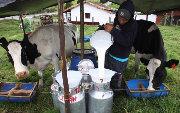 Por qué hay menos leche en Colombia: Asoleche dice que faltan 1.6 millones  de litros al día - Infobae