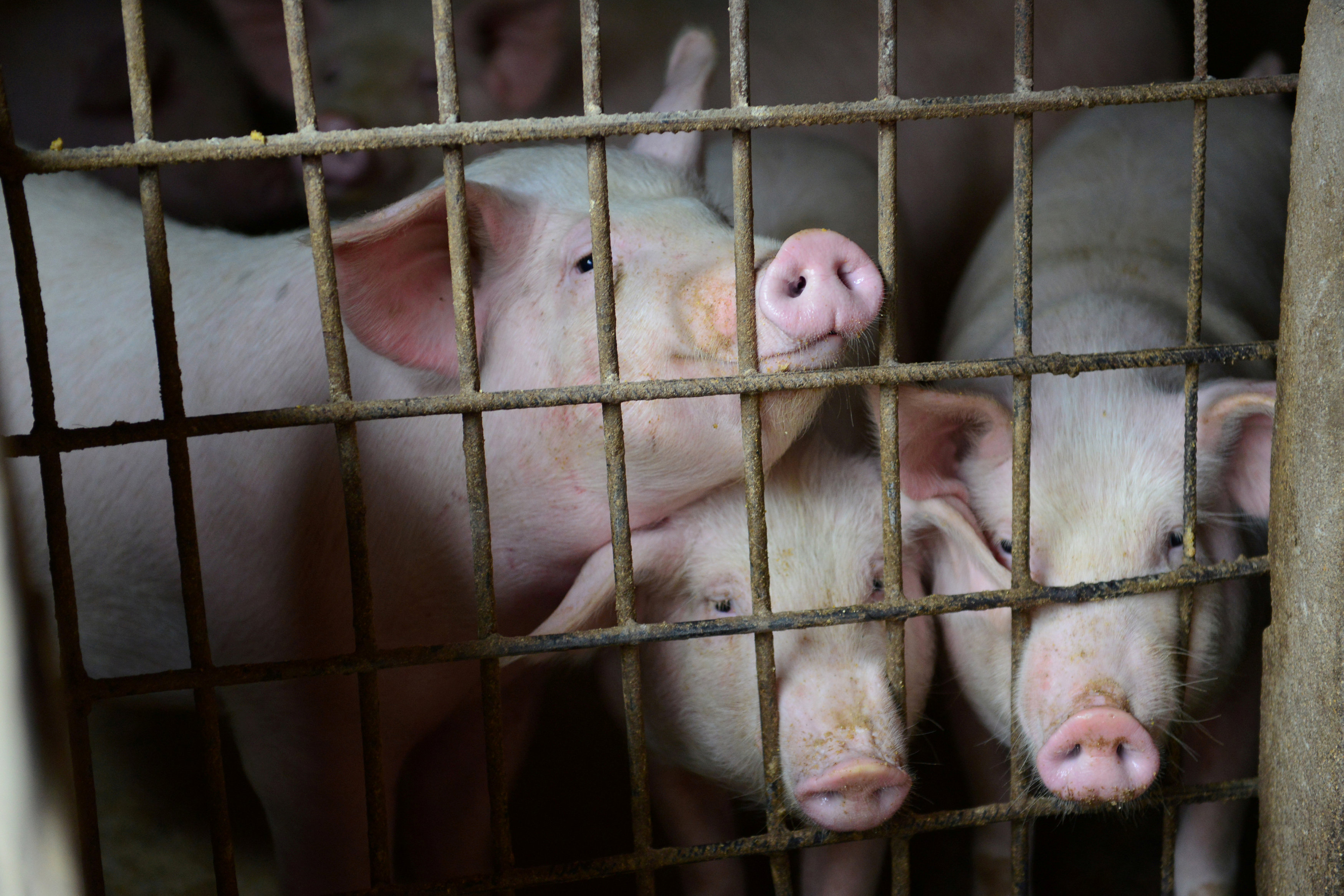 Los hisopos nasales de más de 30,000 cerdos chinos durante 7 años encontraron un aumento en un virus de influenza tipo aviar (REUTERS/Stringer)