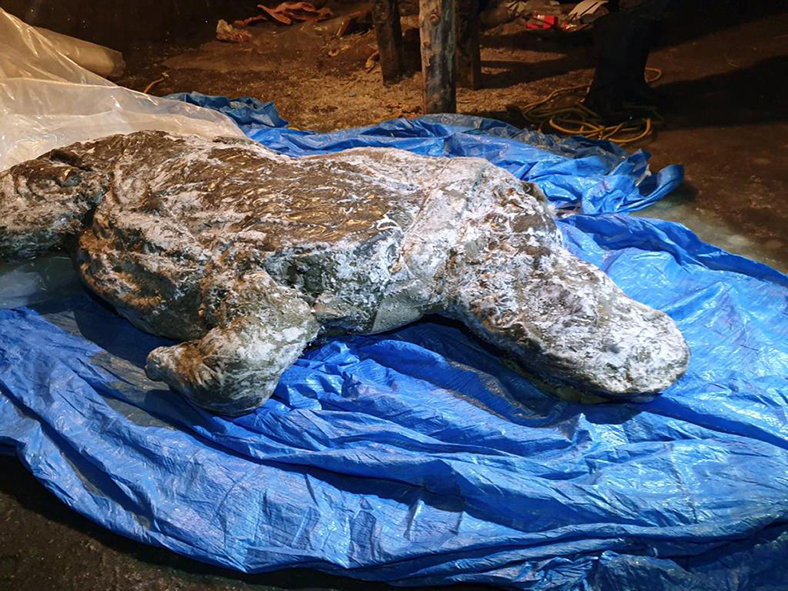 Esta foto tomada en agosto de 2020 muestra el cadáver de un rinoceronte lanudo, tomada en Yakutia. (Valery Plotnikov / Departamento de estudios de fauna de mamut de la Academia de Ciencias de Yakutia a través de AP)