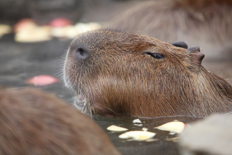 Cuál es el secreto de los capibaras, el animal más sociable del mundo -  Infobae