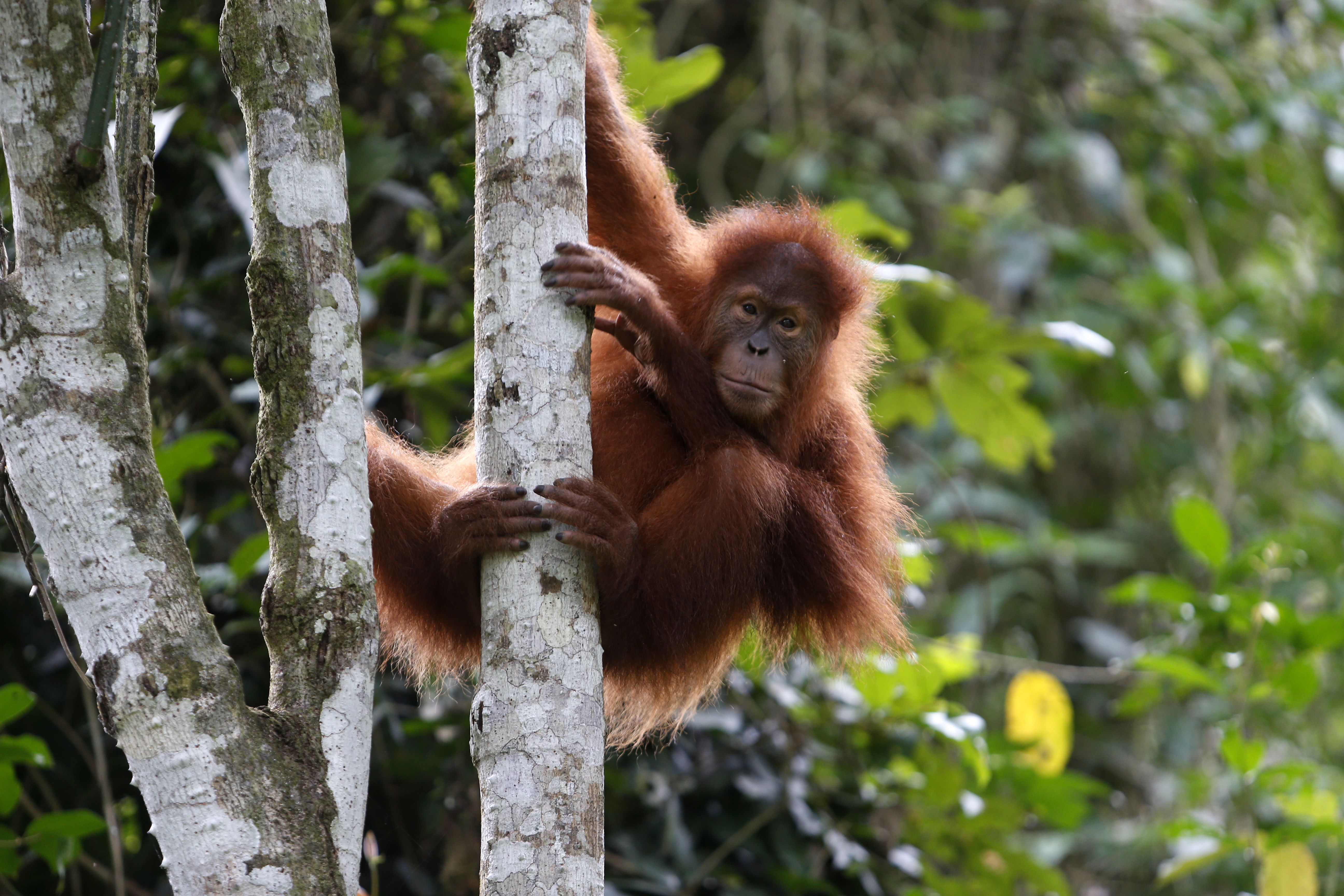 Un ejemplar de orangután en Indonesia en foto de archivo. EFE/EPA/HOTLI SIMANJUNTAK
